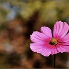 Cosmea im Herbst