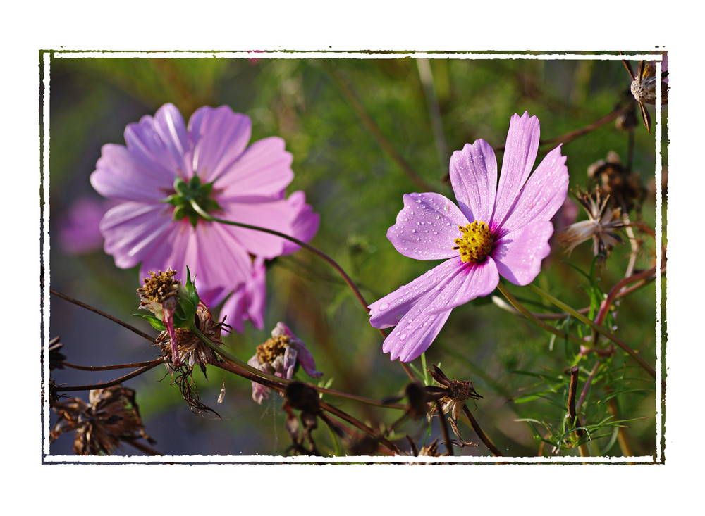 Cosmea im Herbst2Rahmen