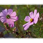 Cosmea im Herbst2Rahmen