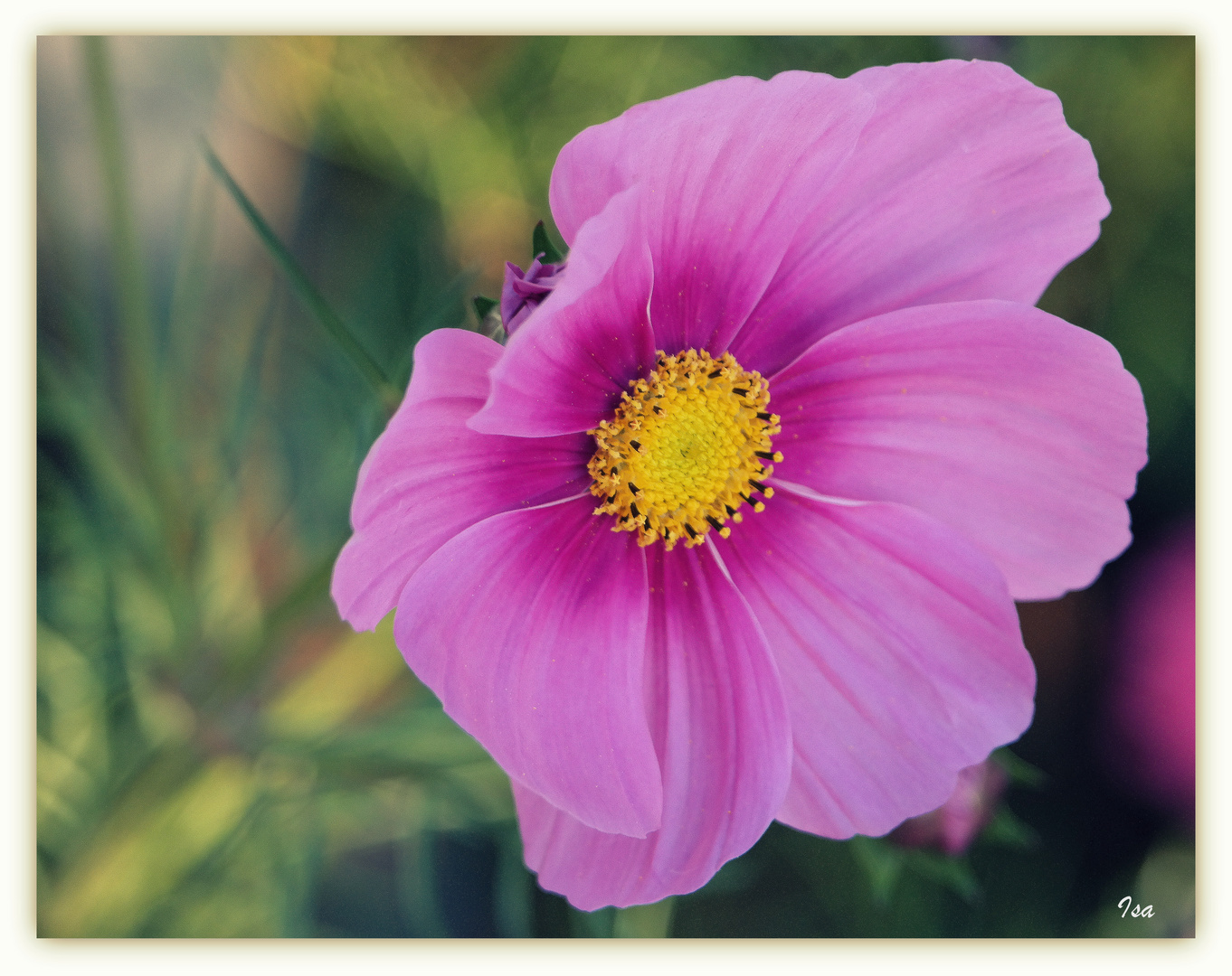 Cosmea im Herbstwind 1