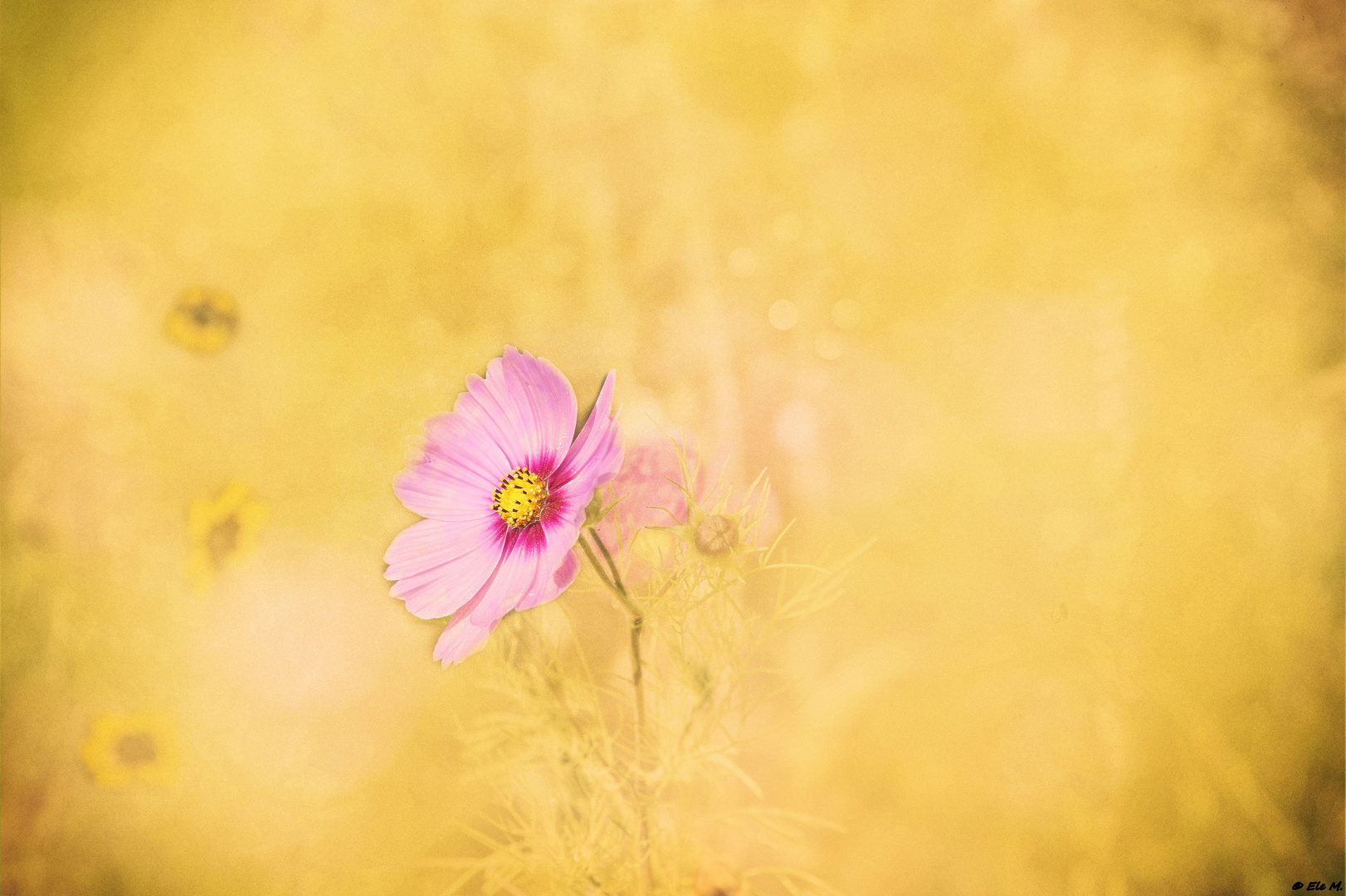 Cosmea im Licht