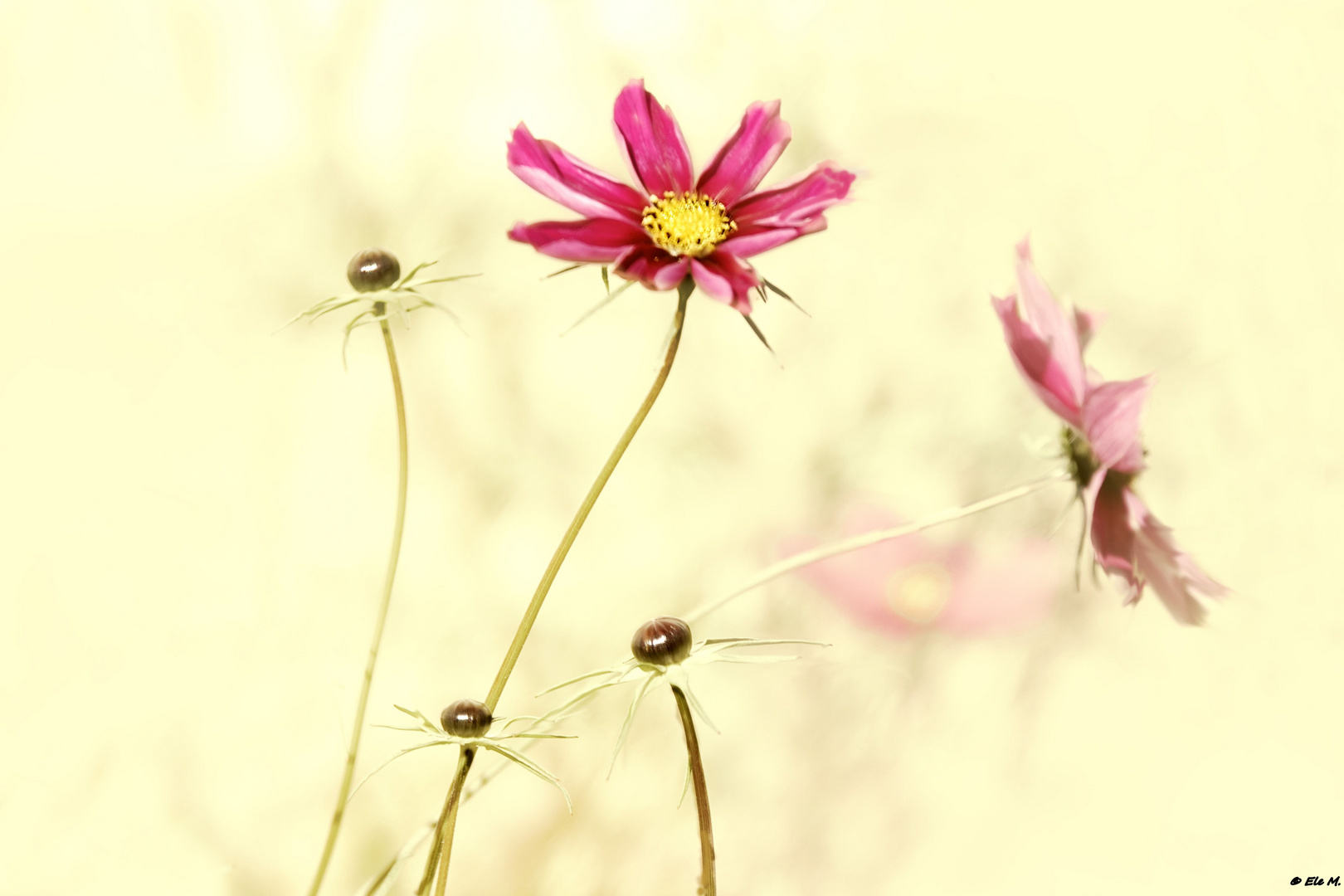 Cosmea im Licht