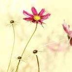 Cosmea im Licht