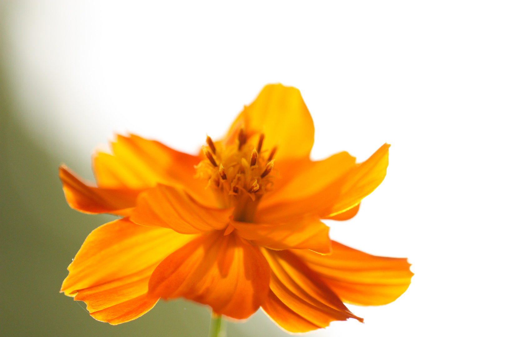 Cosmea im Licht