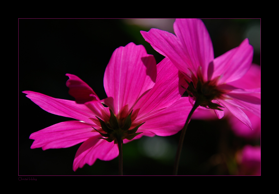 ~ Cosmea im Licht ~