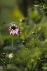 Cosmea im Regen