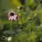 Cosmea im Regen