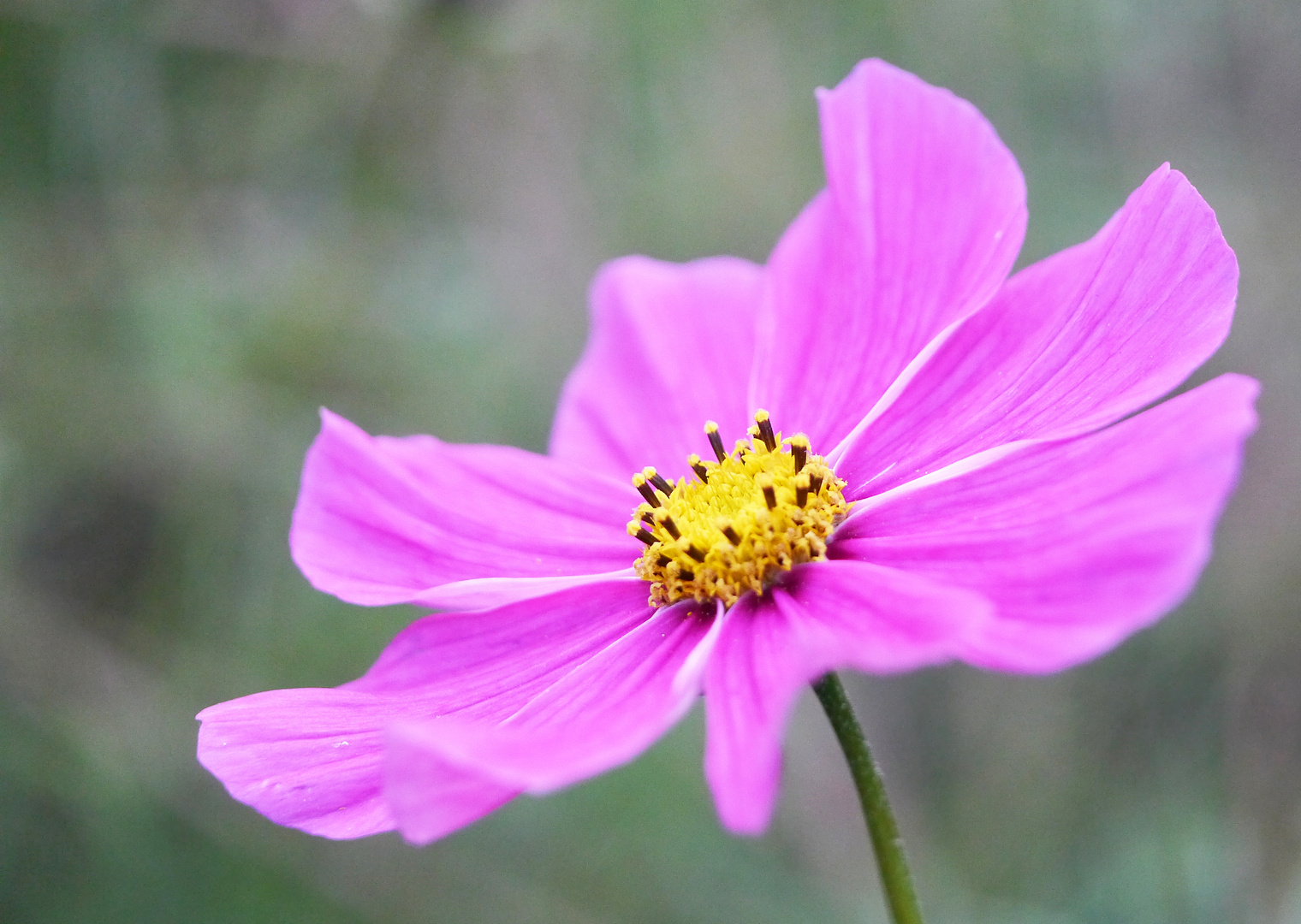 Cosmea im Schatten