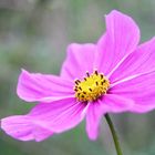 Cosmea im Schatten