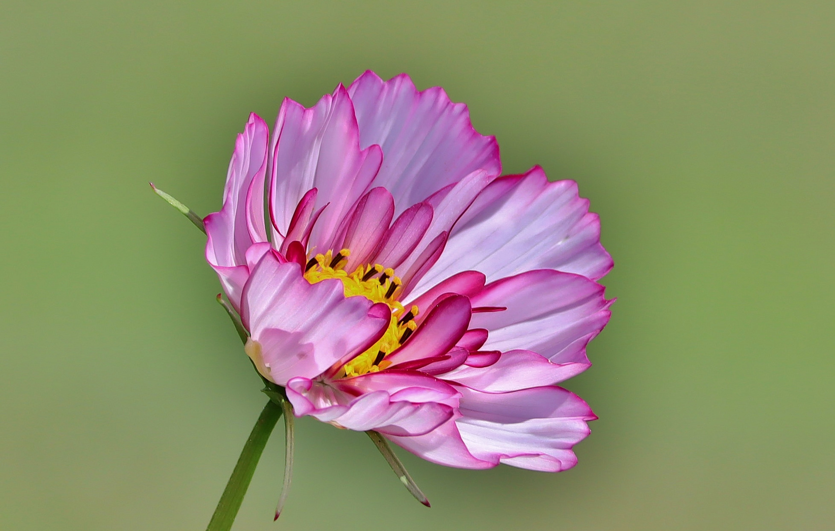 Cosmea im Sonnenlicht