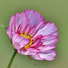 Cosmea im Sonnenlicht