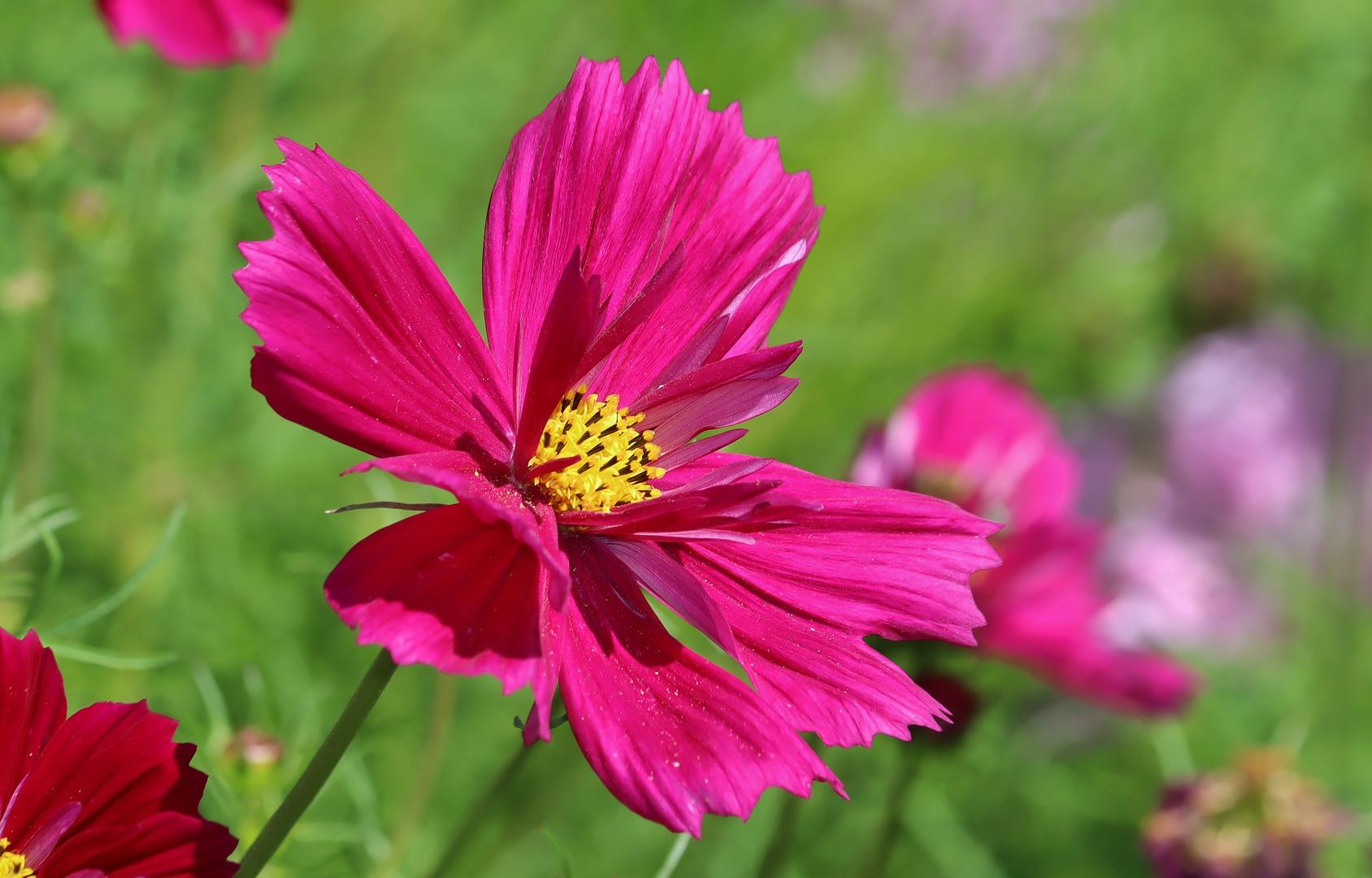 Cosmea im Sonnenlicht