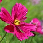 Cosmea im Sonnenlicht