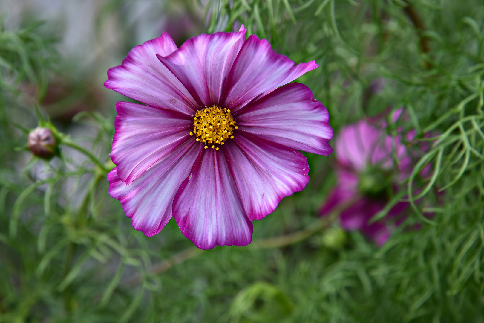 Cosmea im Spätsommer