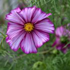 Cosmea im Spätsommer