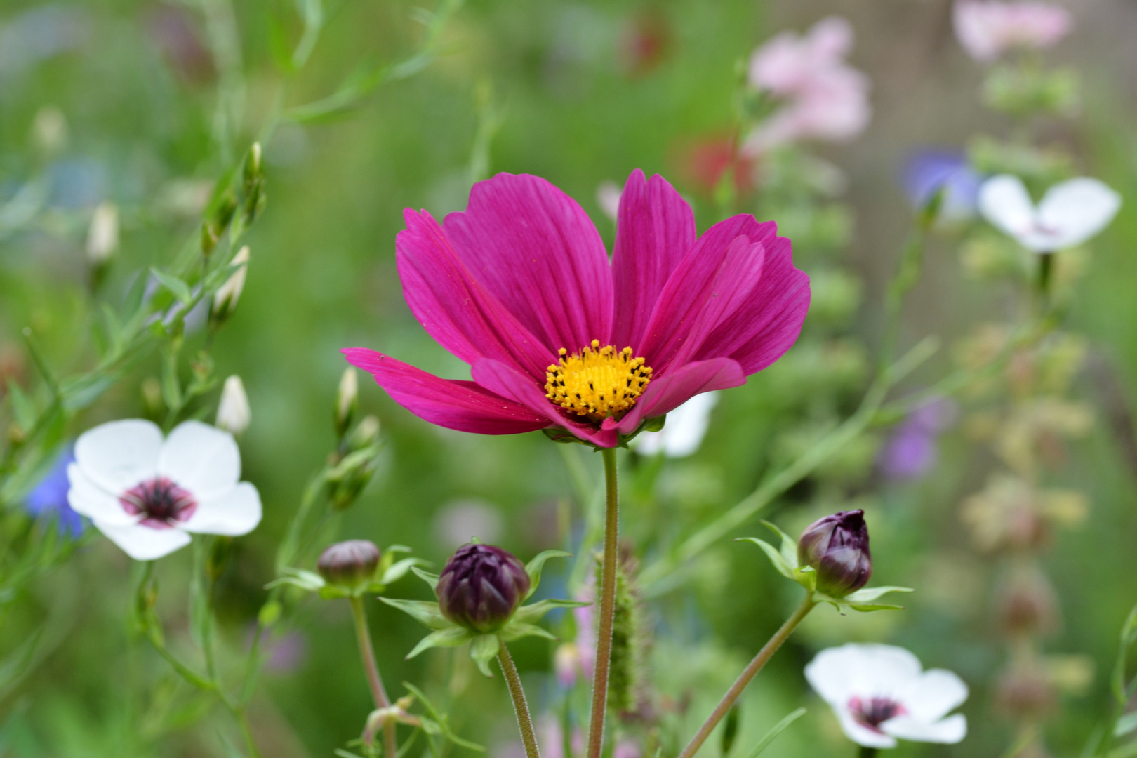 Cosmea in der Wildblumenwiese