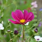 Cosmea in der Wildblumenwiese