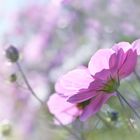 Cosmea in rosa