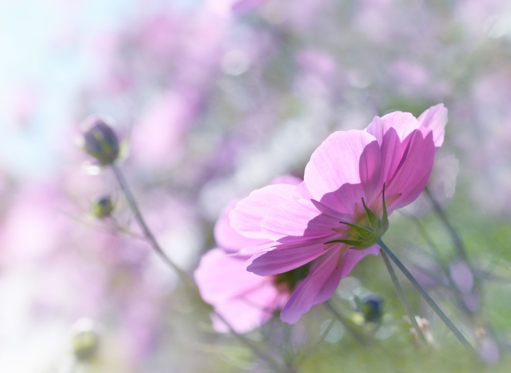 Cosmea in rosa