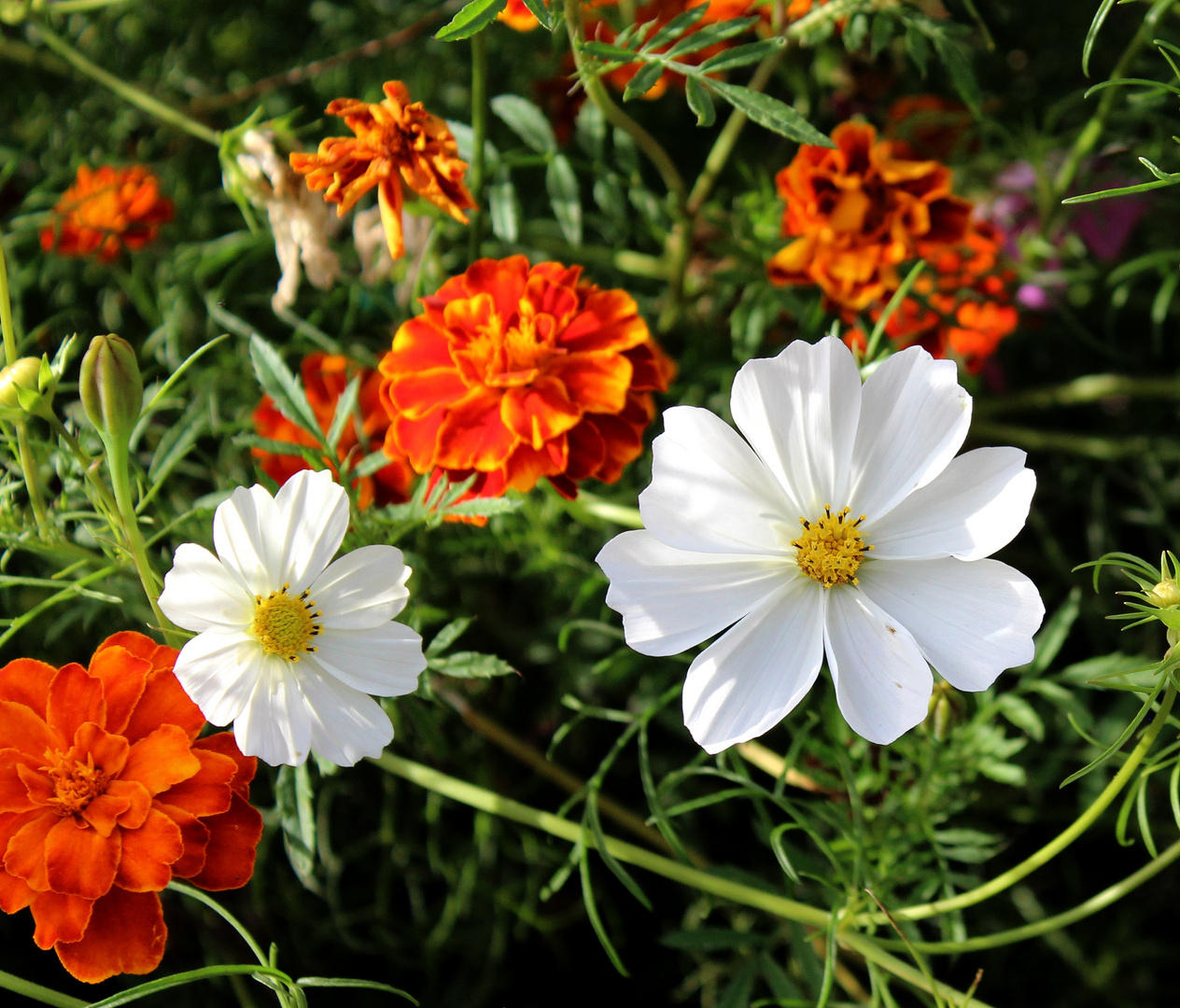 Cosmea in weiss ...