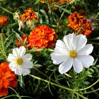 Cosmea in weiss ...