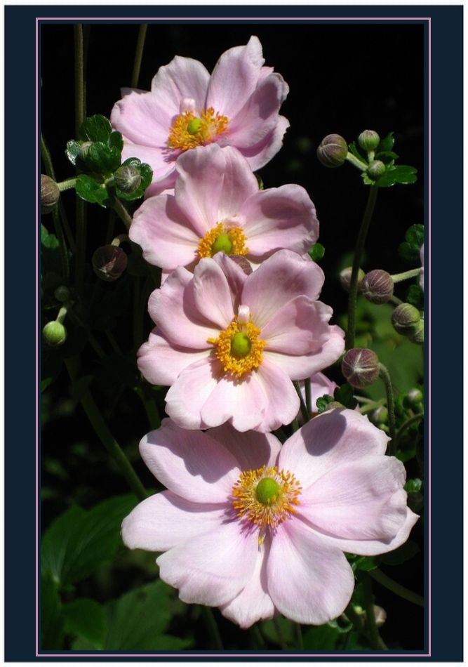 Cosmea IV