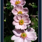 Cosmea IV