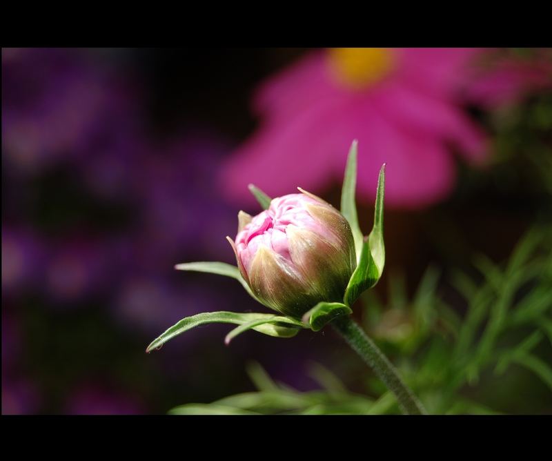 Cosmea-Kind