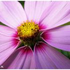 Cosmea - kleines Sternchen