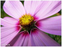 Cosmea - kleines Sternchen