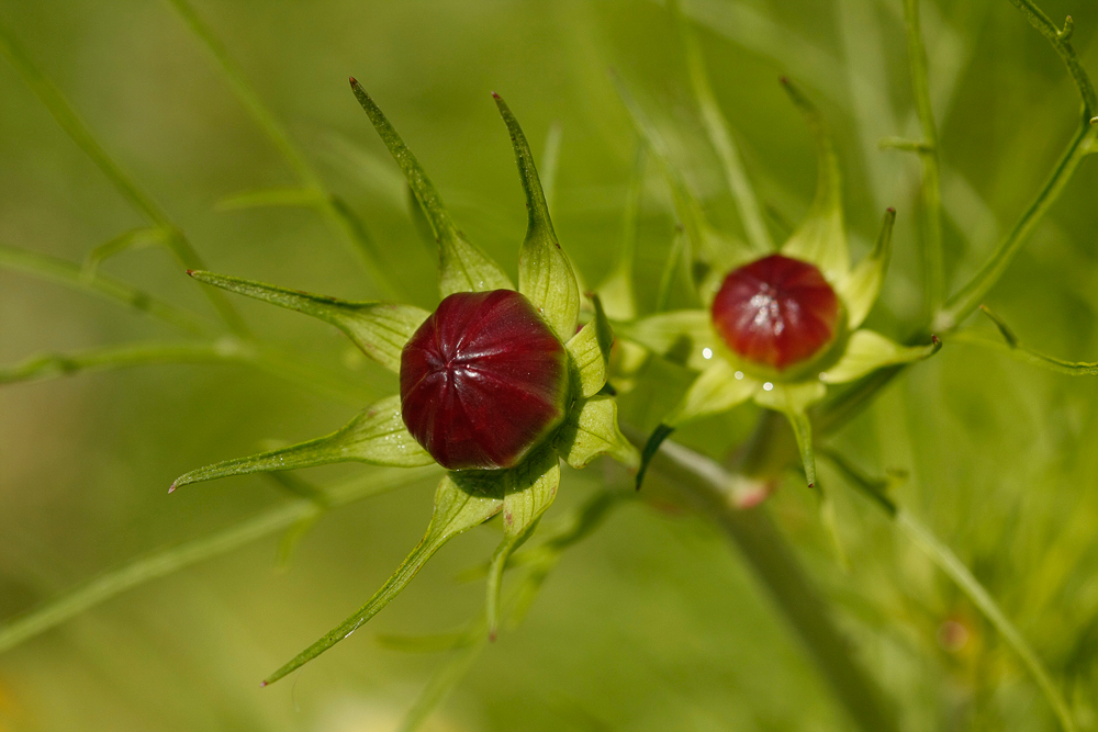 Cosmea Knospe