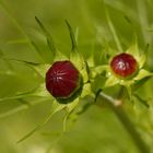 Cosmea Knospe