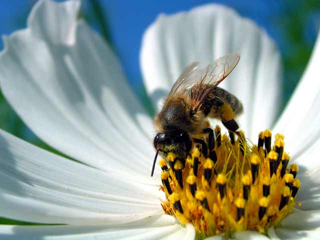 Cosmea love I