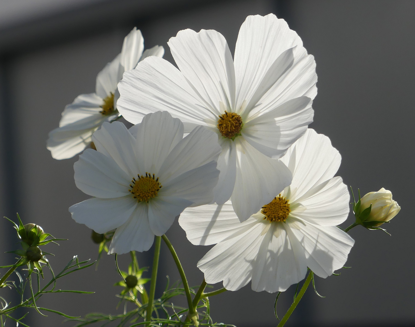 Cosmea mal in weiß