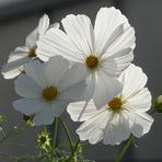 Cosmea mal in weiß