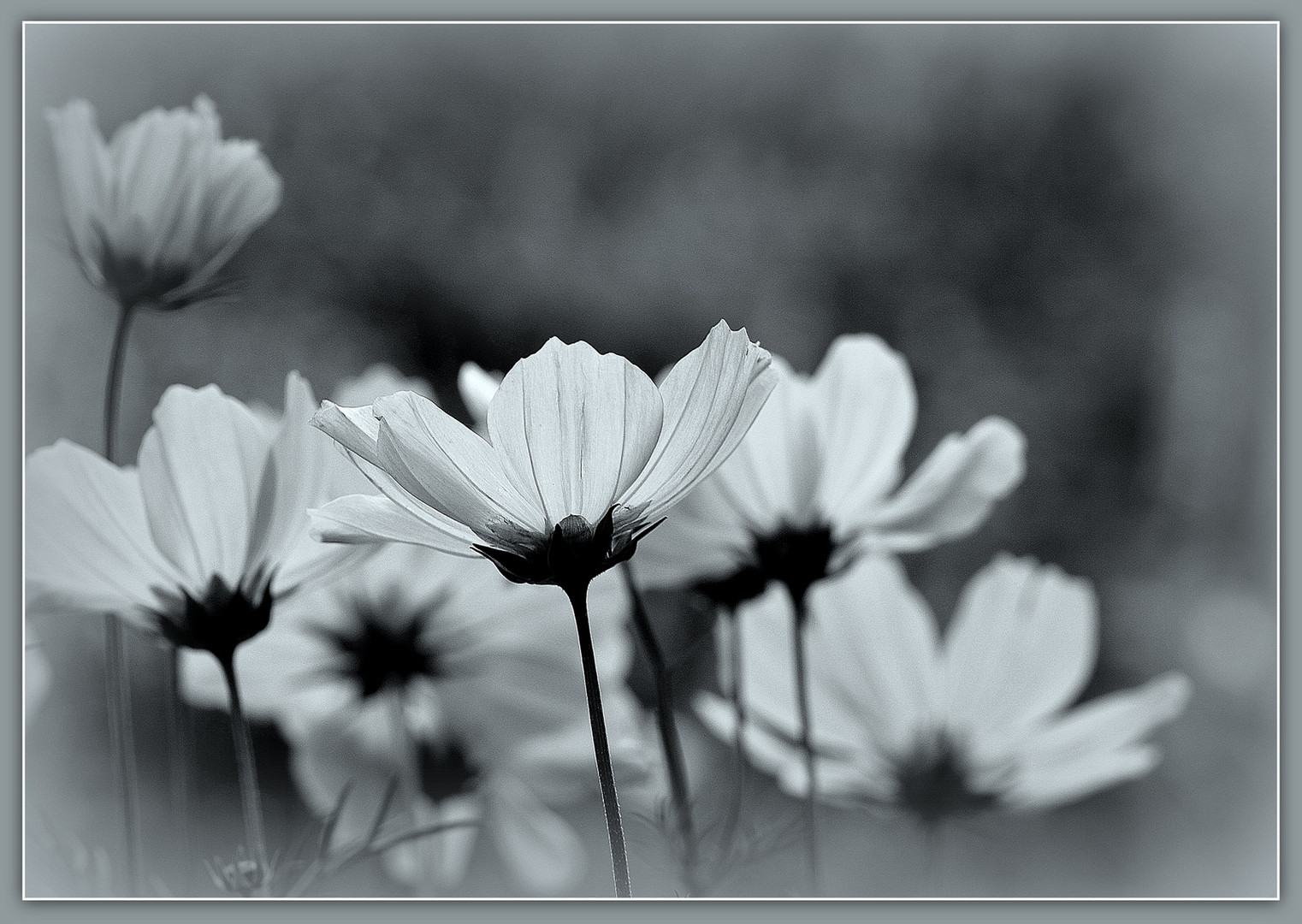 ... Cosmea ..-.. mal  S/W  ...