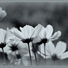 ... Cosmea ..-.. mal  S/W  ...