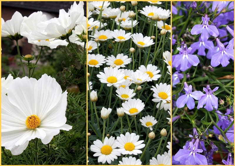 Cosmea, Margerite und Lobelie