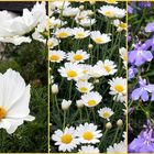 Cosmea, Margerite und Lobelie