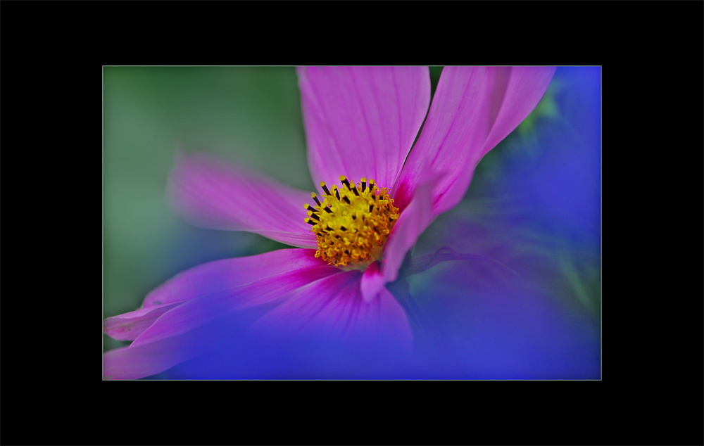 Cosmea meets Agapanthus