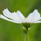 Cosmea mit Anhang