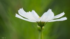 Cosmea mit Anhang