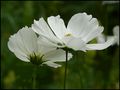 Cosmea mit Besuch von B.Gürth 