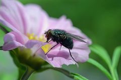 Cosmea mit Besuch