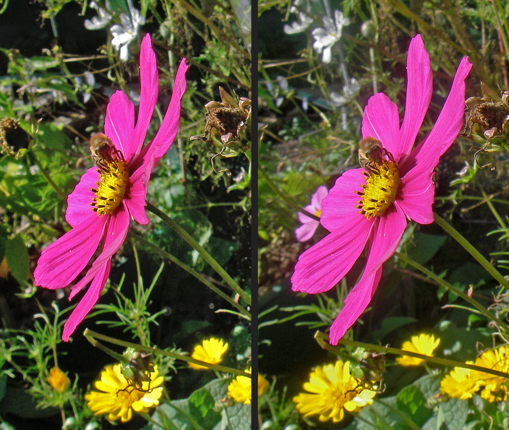 Cosmea mit Besucher