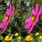 Cosmea mit Besucher