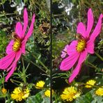 Cosmea mit Besucher