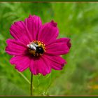 Cosmea   mit  Besucher