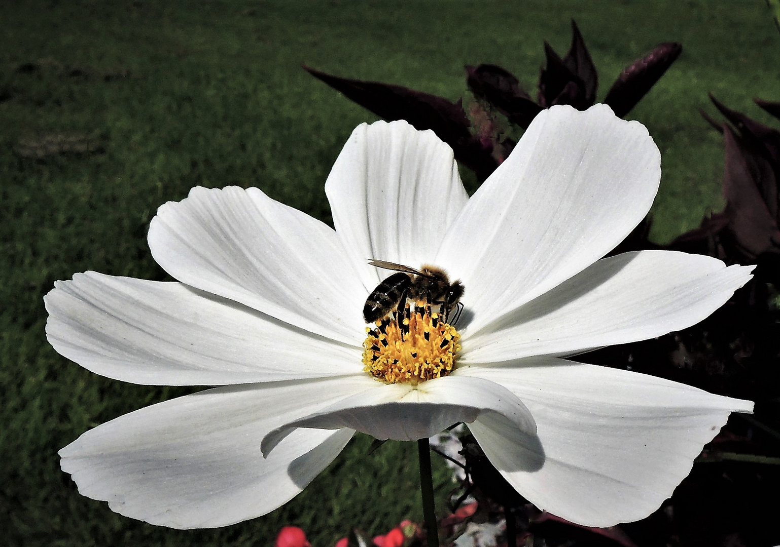 Cosmea mit Biene