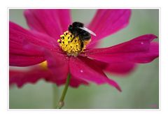 Cosmea mit Biene